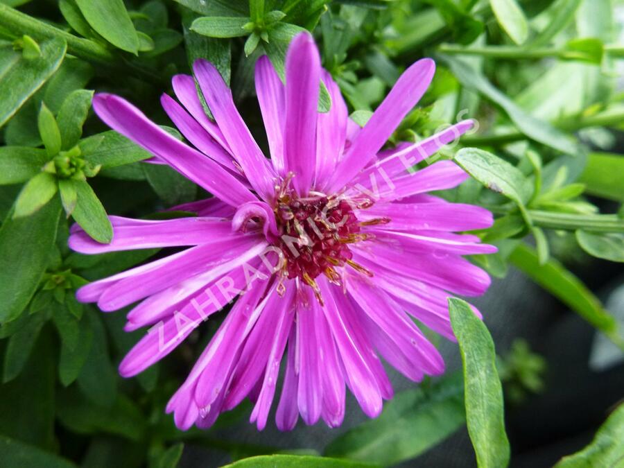 Hvězdnice keříčkovitá 'Starlight' - Aster dumosus 'Starlight'