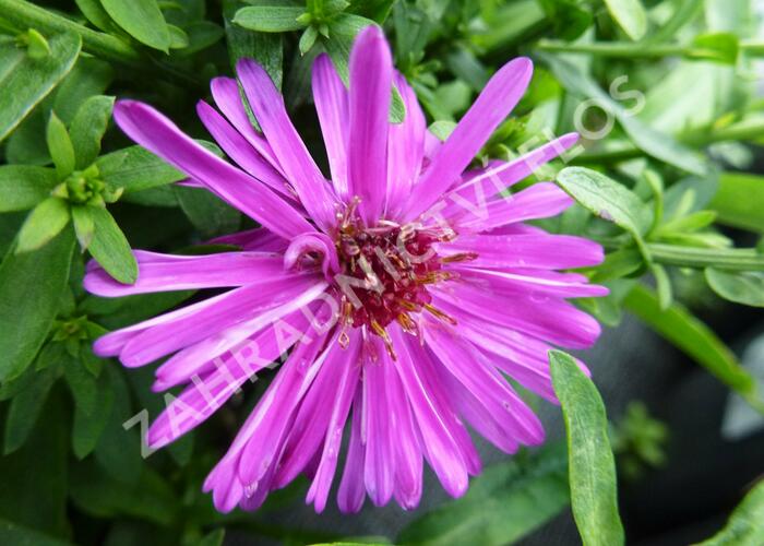 Hvězdnice keříčkovitá 'Starlight' - Aster dumosus 'Starlight'