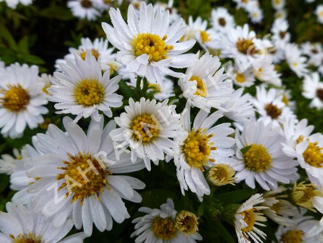 Hvězdnice keříčkovitá 'Schneezicklein' - Aster dumosus 'Schneezicklein'