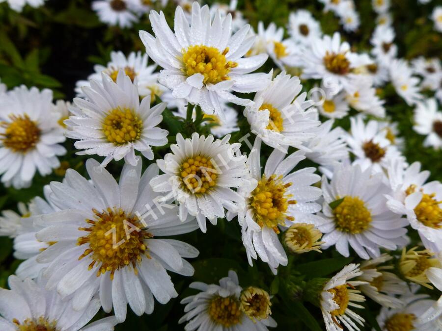 Hvězdnice keříčkovitá 'Schneezicklein' - Aster dumosus 'Schneezicklein'