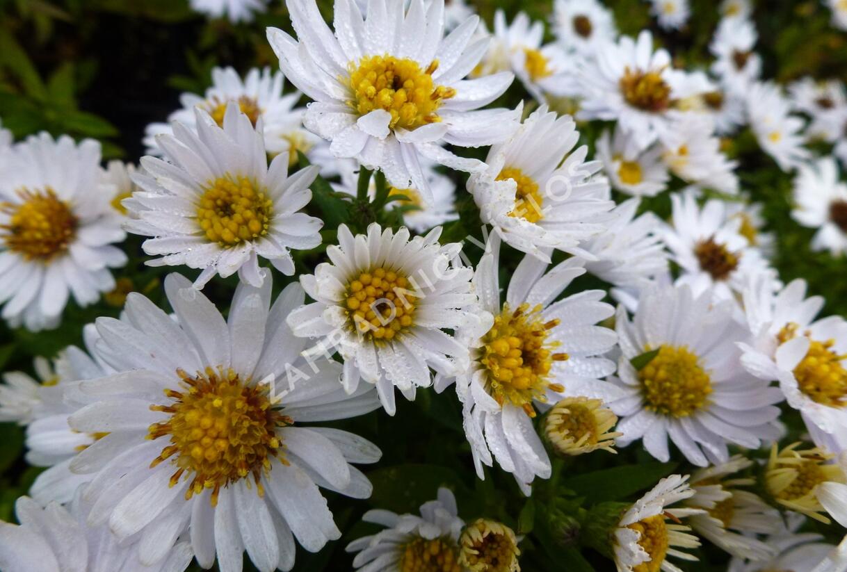 Hvězdnice keříčkovitá 'Schneezicklein' - Aster dumosus 'Schneezicklein'