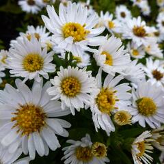 Hvězdnice keříčkovitá 'Schneezicklein' - Aster dumosus 'Schneezicklein'