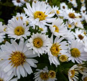 Hvězdnice keříčkovitá 'Schneezicklein' - Aster dumosus 'Schneezicklein'