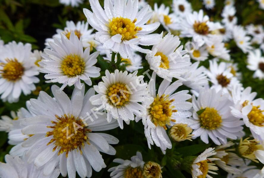 Hvězdnice keříčkovitá 'Schneezicklein' - Aster dumosus 'Schneezicklein'