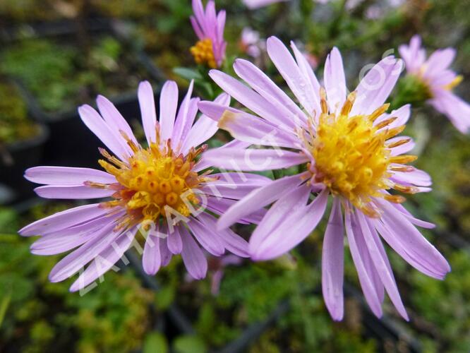 Hvězdnice keříčkovitá 'Rozika' - Aster dumosus 'Rozika'