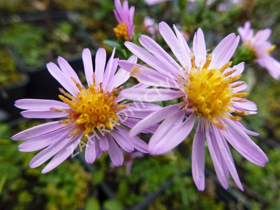 Hvězdnice keříčkovitá 'Rozika' - Aster dumosus 'Rozika'