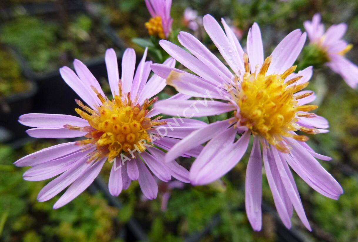 Hvězdnice keříčkovitá 'Rozika' - Aster dumosus 'Rozika'