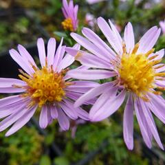 Hvězdnice keříčkovitá 'Rozika' - Aster dumosus 'Rozika'