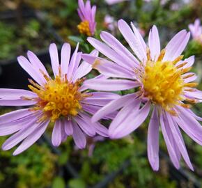 Hvězdnice keříčkovitá 'Rozika' - Aster dumosus 'Rozika'