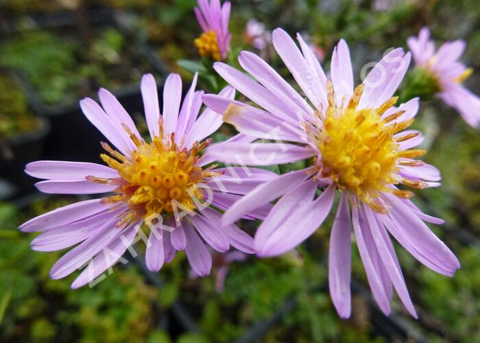 Hvězdnice keříčkovitá 'Rozika' - Aster dumosus 'Rozika'