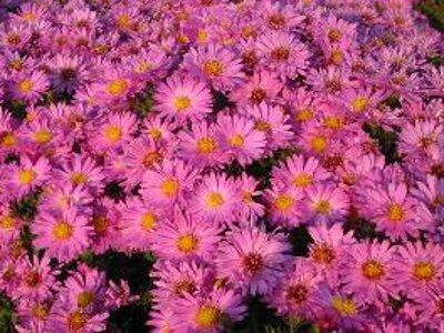 Hvězdnice keříčkovitá 'Rosenwichtel' - Aster dumosus 'Rosenwichtel'