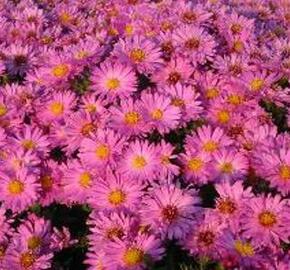 Hvězdnice keříčkovitá 'Rosenwichtel' - Aster dumosus 'Rosenwichtel'