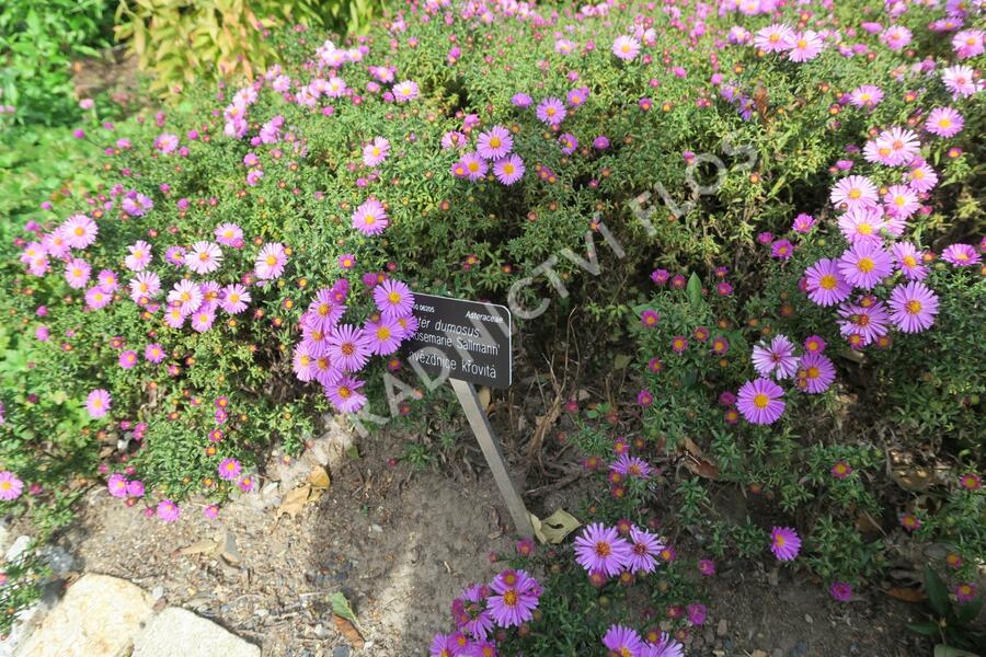 Hvězdnice keříčkovitá 'Rosemarie Sallmann' - Aster dumosus 'Rosemarie Sallmann'