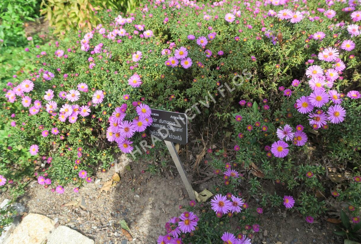 Hvězdnice keříčkovitá 'Rosemarie Sallmann' - Aster dumosus 'Rosemarie Sallmann'