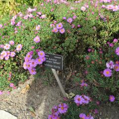 Hvězdnice keříčkovitá 'Rosemarie Sallmann' - Aster dumosus 'Rosemarie Sallmann'