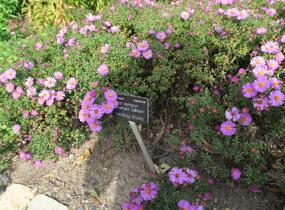 Hvězdnice keříčkovitá 'Rosemarie Sallmann' - Aster dumosus 'Rosemarie Sallmann'