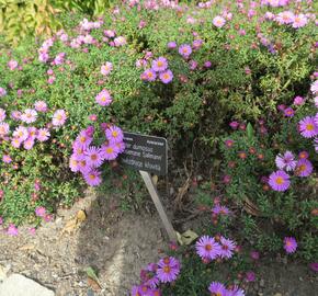 Hvězdnice keříčkovitá 'Rosemarie Sallmann' - Aster dumosus 'Rosemarie Sallmann'