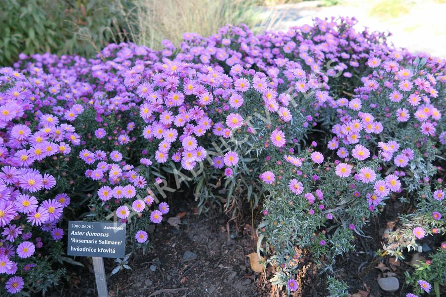 Hvězdnice keříčkovitá 'Rosemarie Sallmann' - Aster dumosus 'Rosemarie Sallmann'