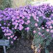 Hvězdnice keříčkovitá 'Rosemarie Sallmann' - Aster dumosus 'Rosemarie Sallmann'