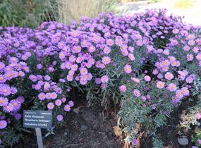 Hvězdnice keříčkovitá 'Rosemarie Sallmann' - Aster dumosus 'Rosemarie Sallmann'
