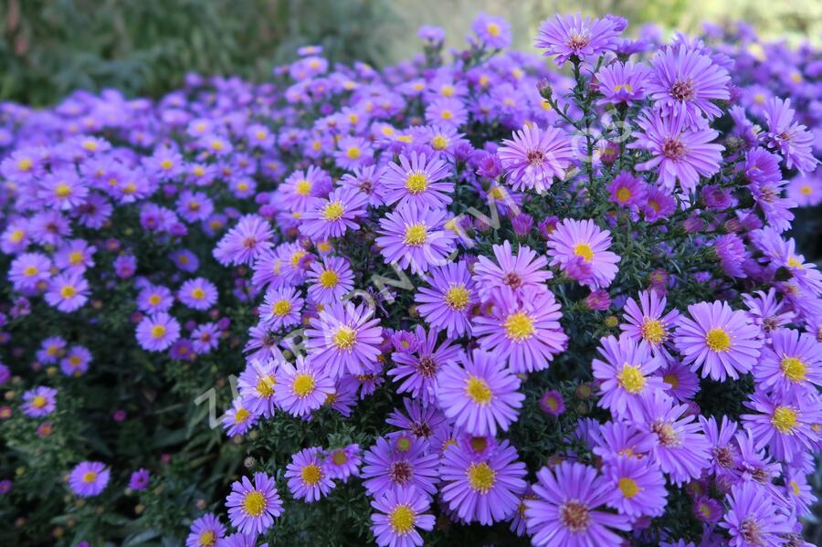 Hvězdnice keříčkovitá 'Rosemarie Sallmann' - Aster dumosus 'Rosemarie Sallmann'
