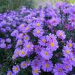 Hvězdnice keříčkovitá 'Rosemarie Sallmann' - Aster dumosus 'Rosemarie Sallmann'