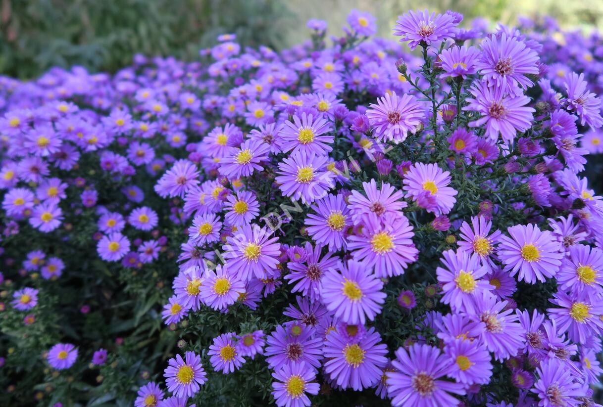 Hvězdnice keříčkovitá 'Rosemarie Sallmann' - Aster dumosus 'Rosemarie Sallmann'