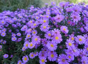 Hvězdnice keříčkovitá 'Rosemarie Sallmann' - Aster dumosus 'Rosemarie Sallmann'