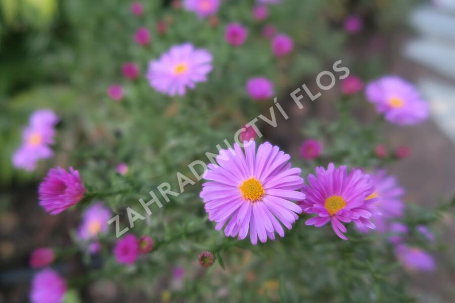 Hvězdnice keříčkovitá 'Rosemarie Sallmann' - Aster dumosus 'Rosemarie Sallmann'