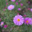 Hvězdnice keříčkovitá 'Rosemarie Sallmann' - Aster dumosus 'Rosemarie Sallmann'