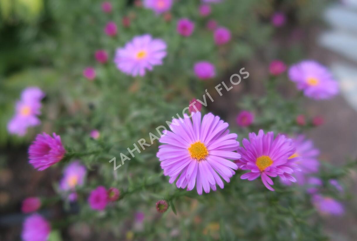 Hvězdnice keříčkovitá 'Rosemarie Sallmann' - Aster dumosus 'Rosemarie Sallmann'
