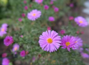 Hvězdnice keříčkovitá 'Rosemarie Sallmann' - Aster dumosus 'Rosemarie Sallmann'