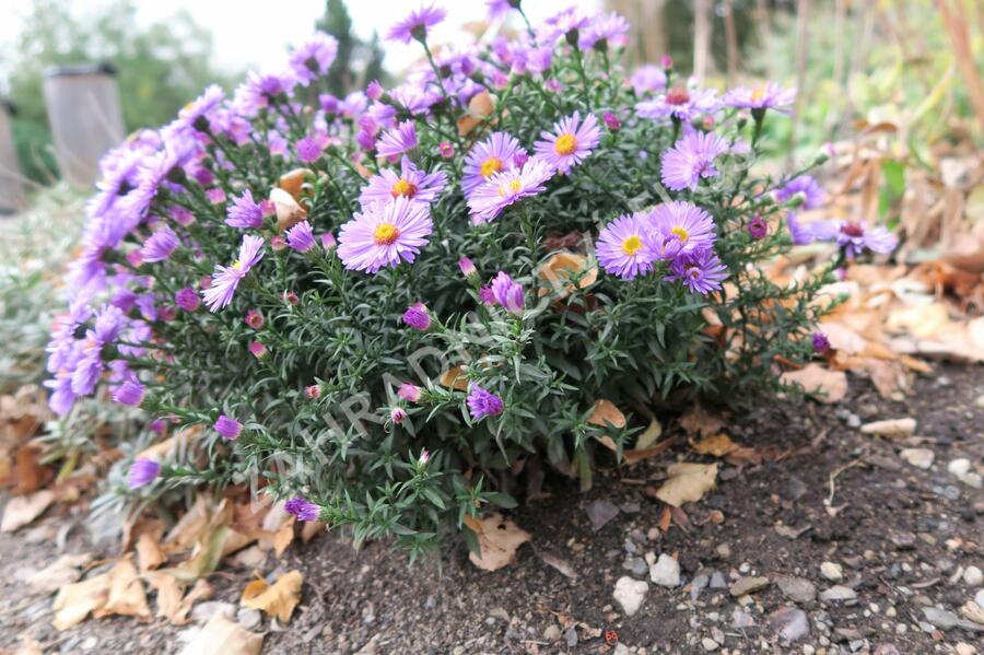 Hvězdnice keříčkovitá 'Rosa Zwerg' - Aster dumosus 'Rosa Zwerg'