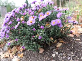 Hvězdnice keříčkovitá 'Rosa Zwerg' - Aster dumosus 'Rosa Zwerg'