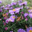 Hvězdnice keříčkovitá 'Rosa Zwerg' - Aster dumosus 'Rosa Zwerg'