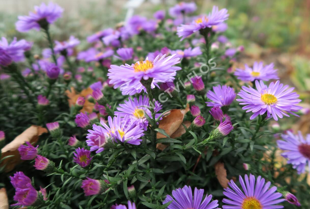 Hvězdnice keříčkovitá 'Rosa Zwerg' - Aster dumosus 'Rosa Zwerg'