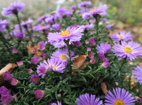 Hvězdnice keříčkovitá 'Rosa Zwerg' - Aster dumosus 'Rosa Zwerg'