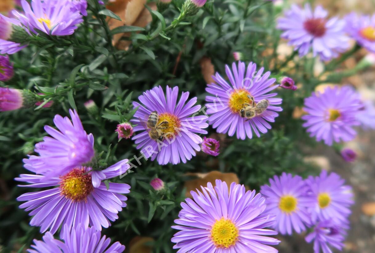 Hvězdnice keříčkovitá 'Rosa Zwerg' - Aster dumosus 'Rosa Zwerg'
