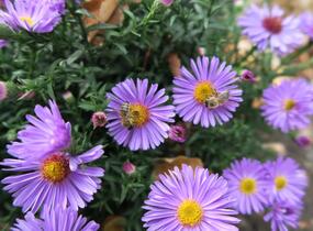 Hvězdnice keříčkovitá 'Rosa Zwerg' - Aster dumosus 'Rosa Zwerg'