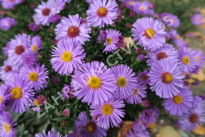 Hvězdnice keříčkovitá 'Rosa Zwerg' - Aster dumosus 'Rosa Zwerg'