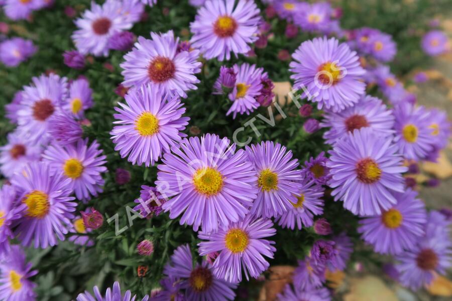 Hvězdnice keříčkovitá 'Rosa Zwerg' - Aster dumosus 'Rosa Zwerg'