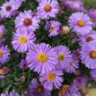 Hvězdnice keříčkovitá 'Rosa Zwerg' - Aster dumosus 'Rosa Zwerg'