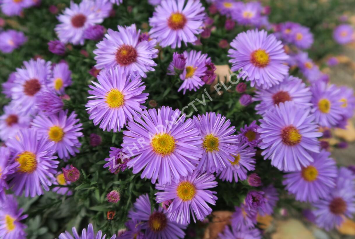 Hvězdnice keříčkovitá 'Rosa Zwerg' - Aster dumosus 'Rosa Zwerg'