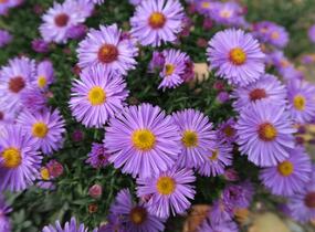 Hvězdnice keříčkovitá 'Rosa Zwerg' - Aster dumosus 'Rosa Zwerg'
