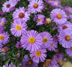 Hvězdnice keříčkovitá 'Rosa Zwerg' - Aster dumosus 'Rosa Zwerg'