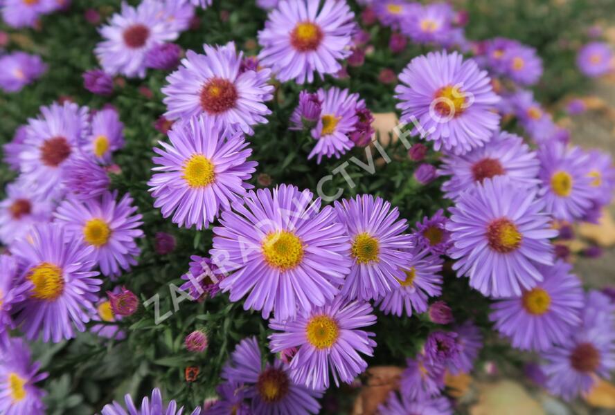 Hvězdnice keříčkovitá 'Rosa Zwerg' - Aster dumosus 'Rosa Zwerg'