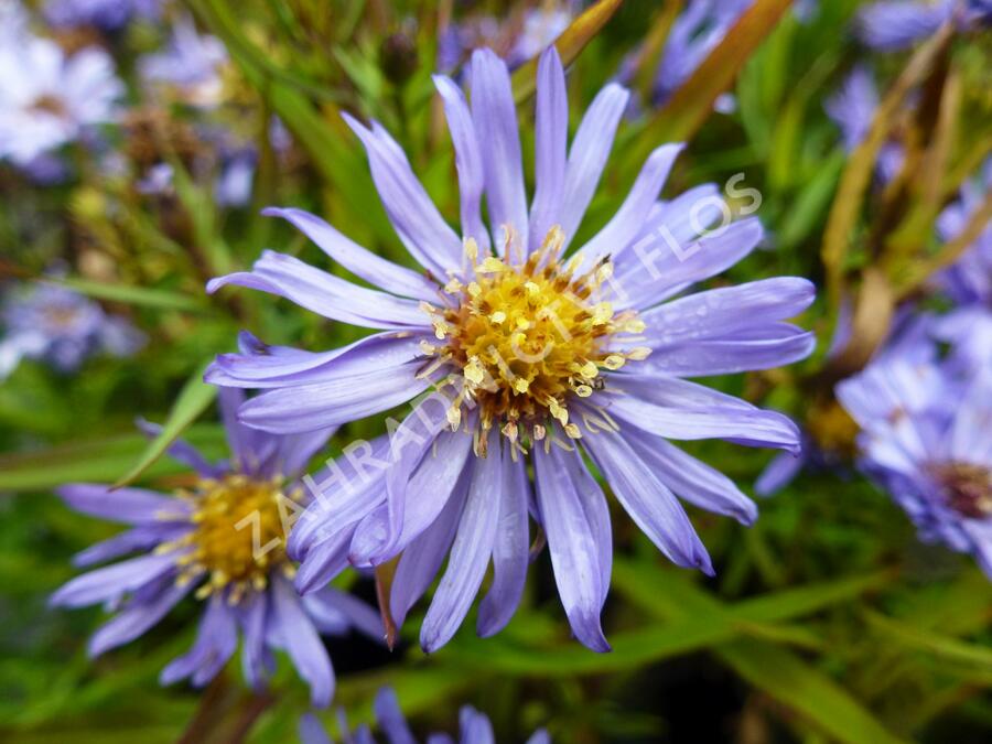 Hvězdnice keříčkovitá 'Mittelmeer' - Aster dumosus 'Mittelmeer'