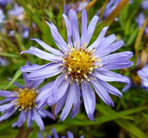 Hvězdnice keříčkovitá 'Mittelmeer' - Aster dumosus 'Mittelmeer'