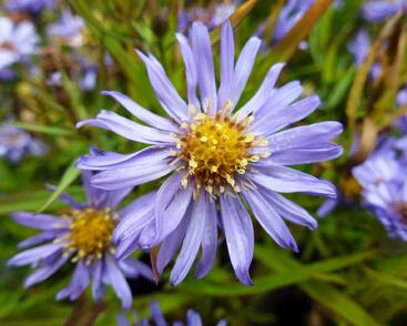Hvězdnice keříčkovitá 'Mittelmeer'