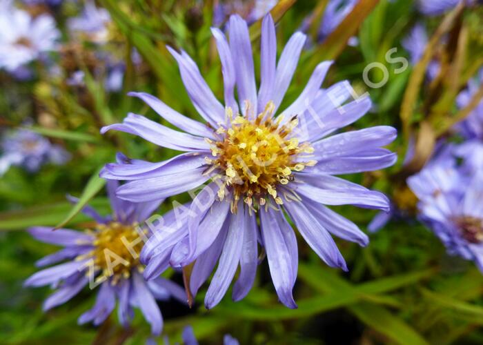 Hvězdnice keříčkovitá 'Mittelmeer' - Aster dumosus 'Mittelmeer'